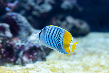 ベニオチョウチョウウオ