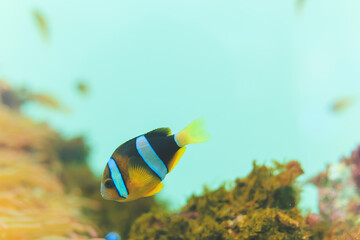 水槽内を泳ぐクマノミ