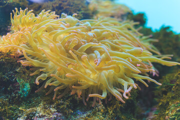 サンゴイソキンチャク