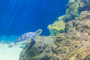 ウミガメ, アオウミガメ, 青海亀, 亀, カメ目, ウミガメ科, 爬虫類, 魚介類,...