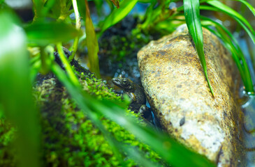 岩の隙間に潜むカジカガエル