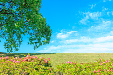 青空と樹木と植え込みのある土手