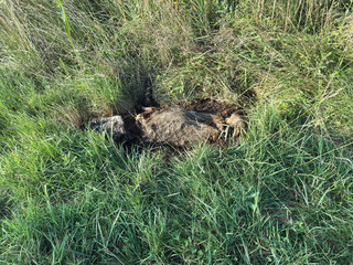 Dead wild boar on the side of the road
