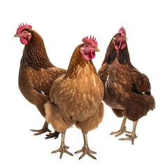 chicken, bird, hen, animal, farm, white, isolated, rooster, poultry, chick