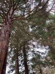 Fototapeta premium trees in the forest