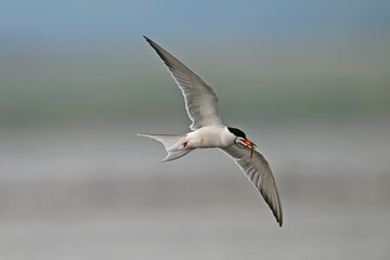 Flussseeschwalbe (Sterna hirundo) mit Seenadel als Beute im Schnabel - Schwarzmeerküste, Bulgarien