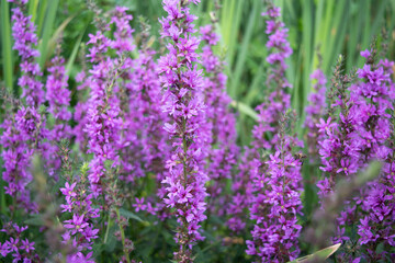 Lythrum salicifolium