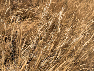Dry withered grass plant on a meadow