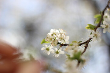 blossom in spring