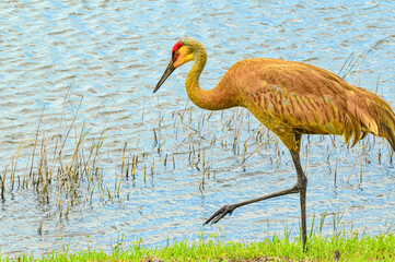 Naklejka premium Front view, medium distance of, a young, adult, Sand Hill crane, walking edge of tropical lake
