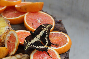 farfalla
