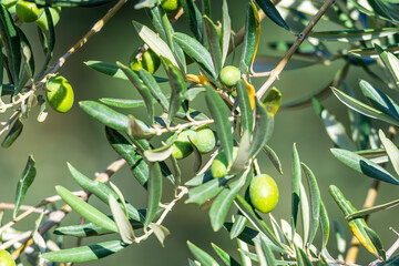 Primer plano de ramas de olivo con aceitunas verdes. Hojas alargadas y brillantes. Fondo desenfocado de color verde