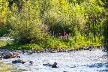 Río serpenteante entre rocas y abundante vegetación ribereña. Tonos verdes dominantes