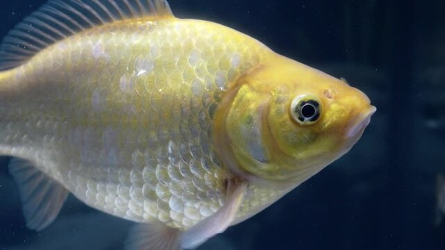 shubunkin goldfish