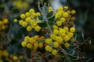 Acacia podalyriifolia, a perennial tree native to Australia used for environmental management and as an ornamental tree.
