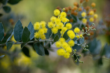 Acacia podalyriifolia, a perennial tree native to Australia used for environmental management and as an ornamental tree.