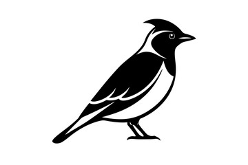 crow on a white background