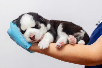 Vet holding sleeping husky puppy in hand