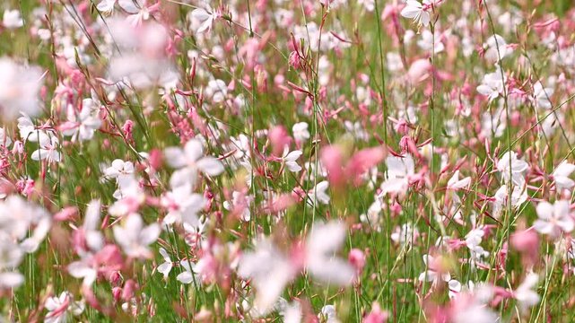 Beautiful white flowers of Oenothera gaura. Gaura biennis, the biennial gaura, biennial beeblossom. Flowers sway in the wind.
