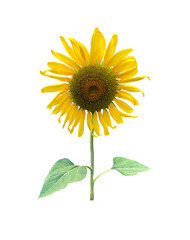 Obraz premium Isolated bouquet of sunflowers on a white background.