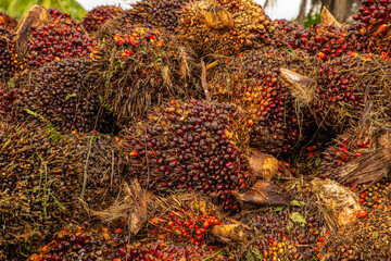 Fresh Fruit Bunch in a Palm Oil Plantation after cutting