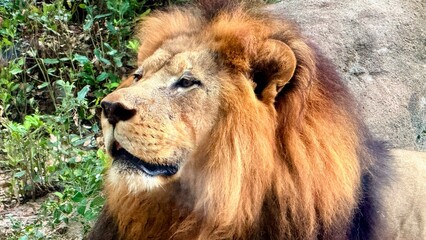 portrait of a lion captured in Houston Zoo, Texas, USA