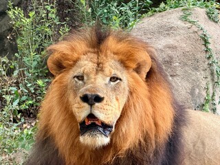 portrait of a lion captured in Houston Zoo, Texas, USA