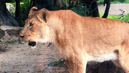 portrait of a lion captured in Houston Zoo, Texas, USA