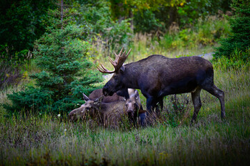 Love can be complicated