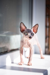 Canadian Sphynx kitten with green eyes