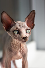 Canadian sphynx cat with big ears