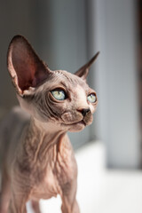 sphynx cat close up portrait