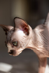 Sphynx hairless kitten with big ears and green eyes
