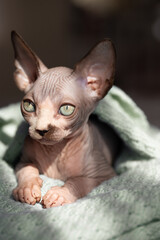 Sphynx hairless kitten with big ears and green eyes
