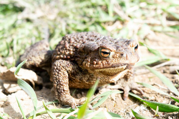 frog on the ground
