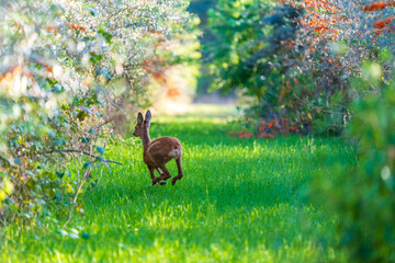 Fototapete bei efototapeten.de bestellen   
