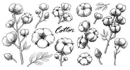 Organic cotton plant illustration. Hand drawn line wedding herb, elegant leaves and badges logo template. Vintage stamp labels for tag. Line and Ink sketch. Botanical trendy greenery. Vintage style. 