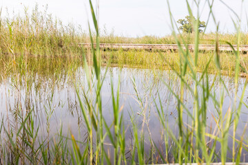 Obraz premium Vegetación en el lago