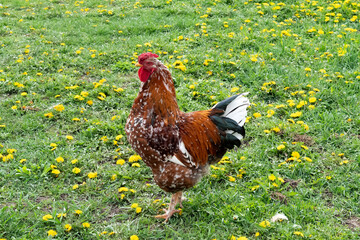 rooster in the grass © Наталья Беженцева