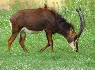 Sable antelope (Hippotragus niger) in the grass © Herman Vlad