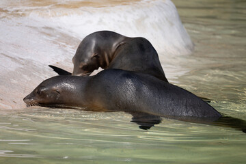 Fototapeta premium fur seal on the shore, selective focus