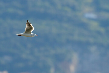 Black-headed Gull, Chroicocephalus ridibundus