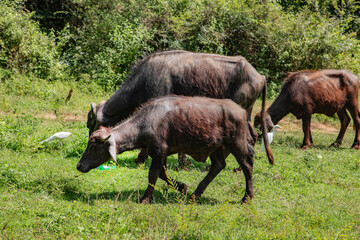 herd of black Sri Lankan cows and white herons
