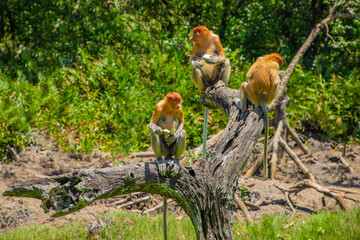 Proboscis Monkey Nasalis larvatus in mangrove rain forest