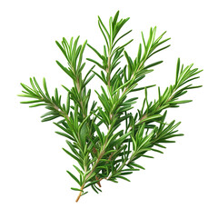 Fototapeta premium Fresh rosemary sprig on a white background, highlighting the vibrant green leaves and aromatic qualities of the herb.
