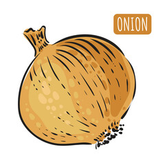 Onion. Whole onion in modern style with black outline. Ingredient for soup recipe or design of a recipe book. Vector illustration.