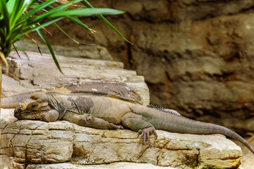 Rhinoceros Iguana. Big lizard