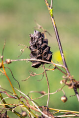 Field plants on a sunny September day. Landscape in the countryside.