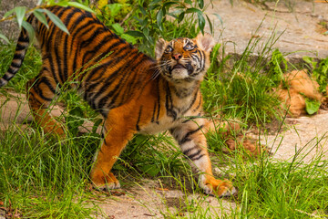 Sumatran tiger family with two little cubs