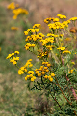 Field plants on a sunny September day. Landscape in the countryside.